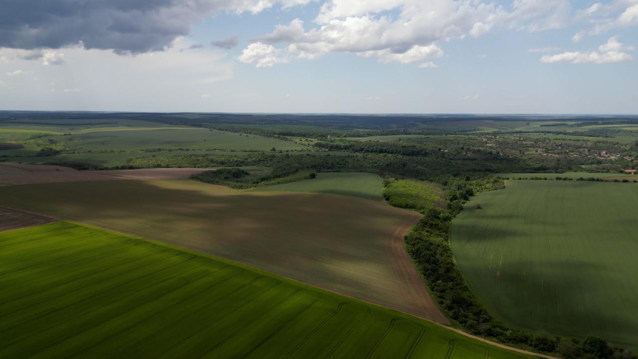 Полезащитните пояси в Добруджа загиват