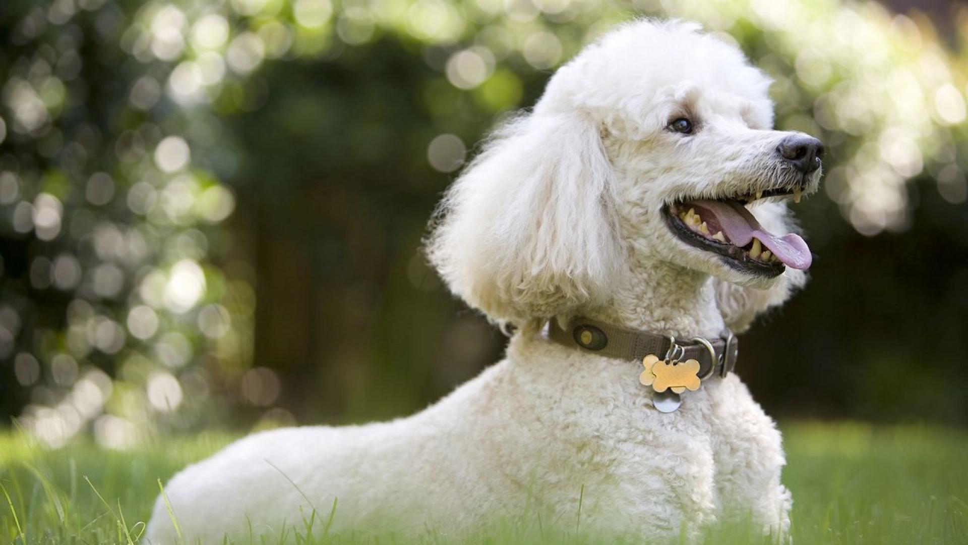 На плажа Лас Линдас близо до Малага Испания пуделът Нило