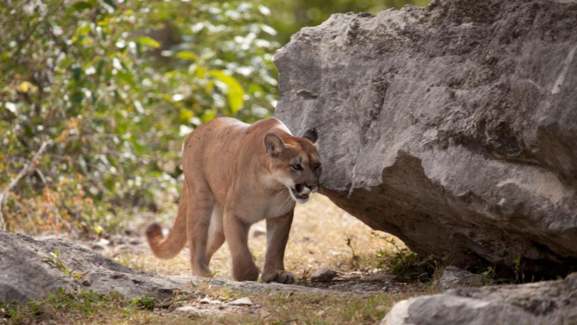 След десетките слухове и медийни публикации за мистериозната пума забелязана