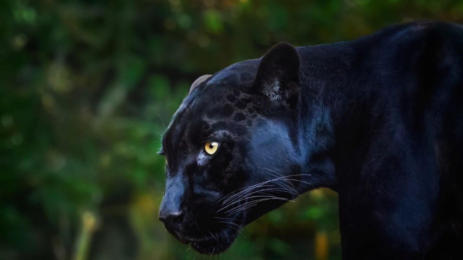 Продължават опитите за залавяне на големия хищник от Шуменското плато И