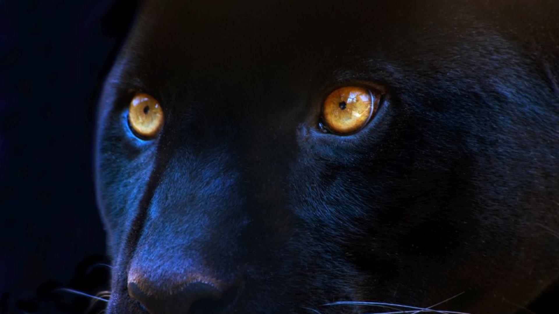 Полицаи служители на горското стопанство и пожарникари от Ловеч проверяват