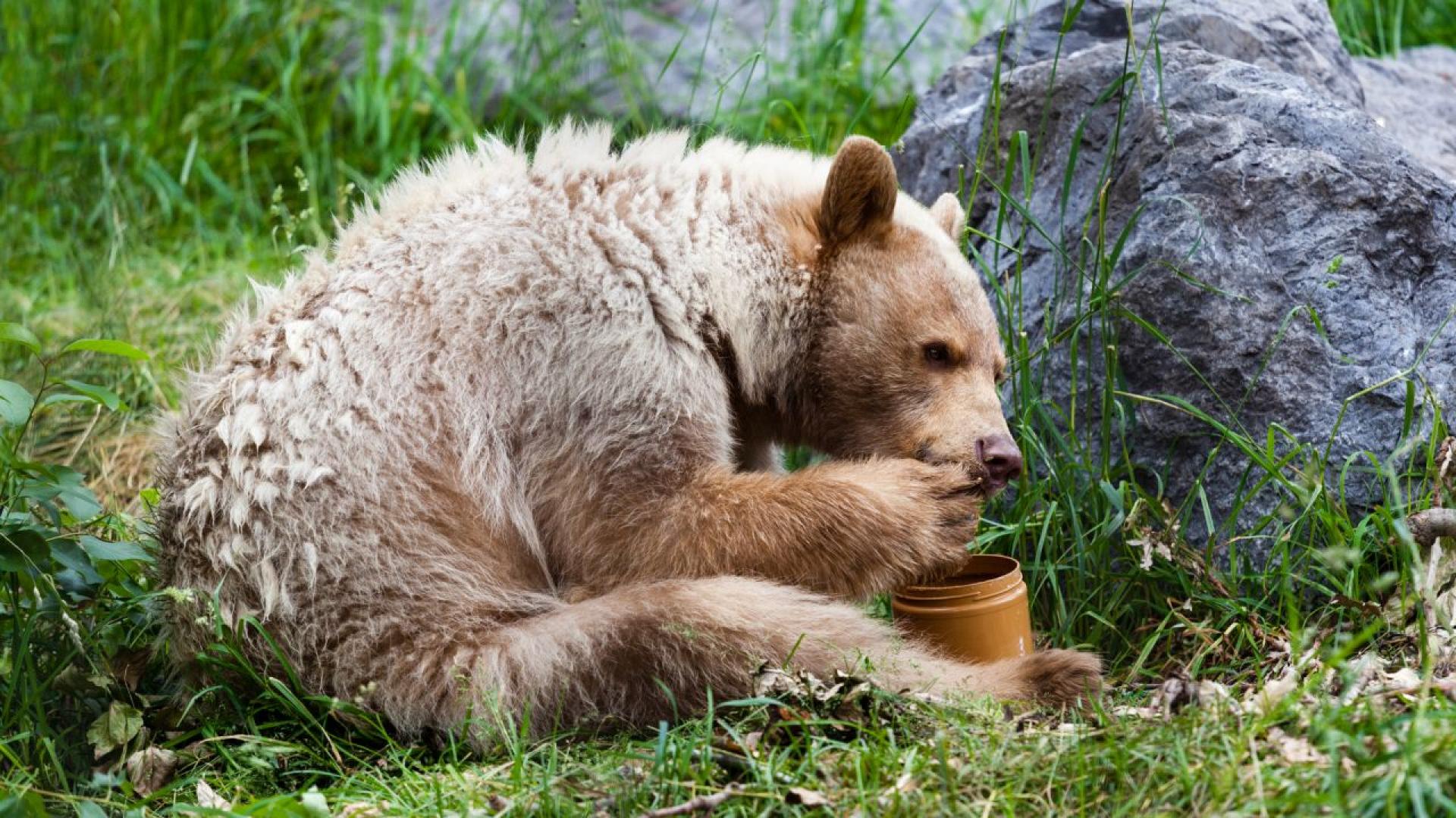Две кафяви мечки избягаха от заграждението си в британски природен
