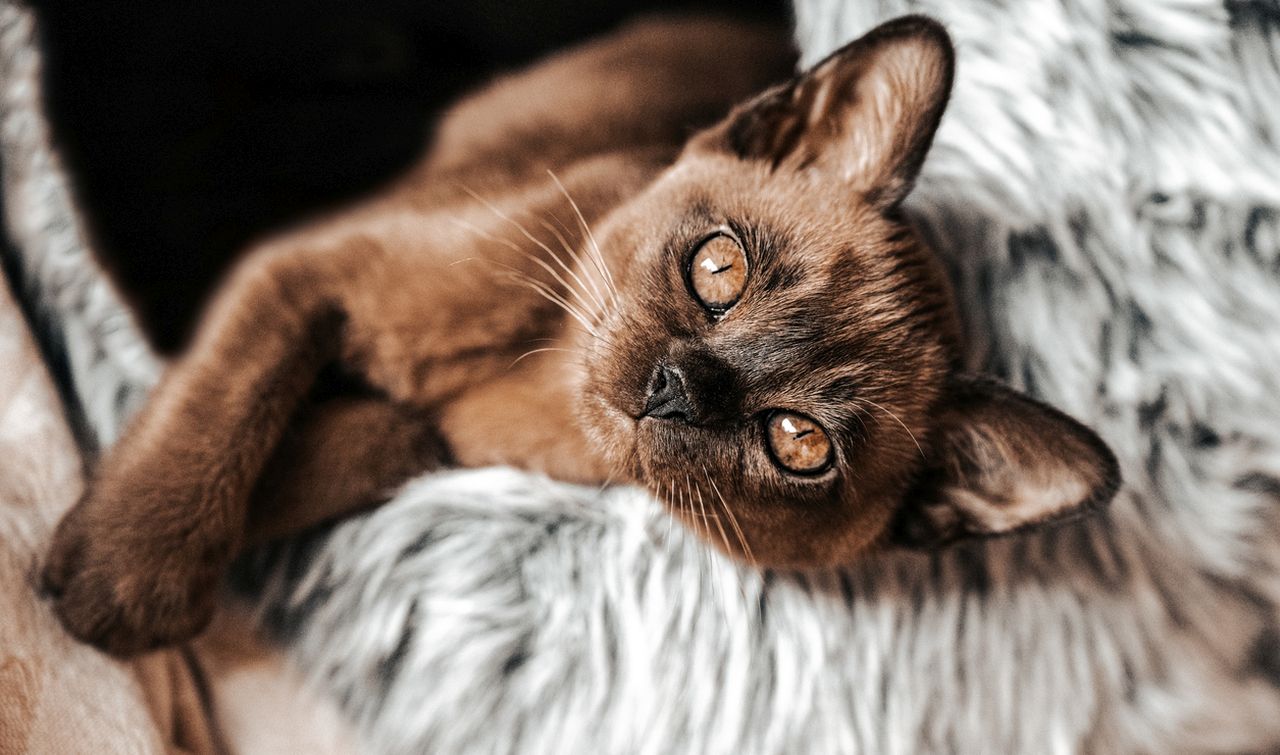 котка