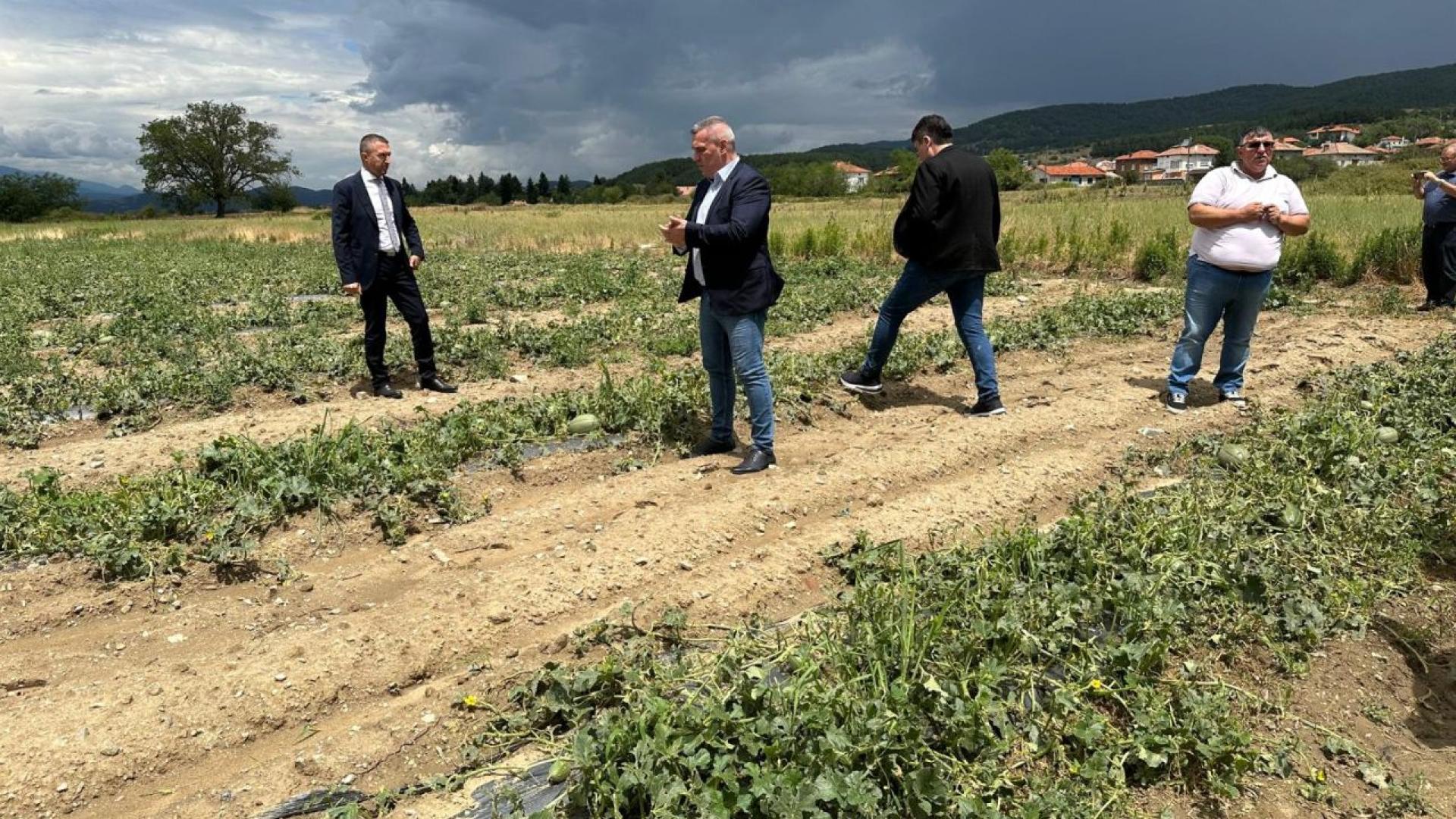 Огромни са щетите по земеделските насаждения след вчерашната градушка в