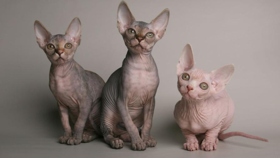 Котка сфинкс