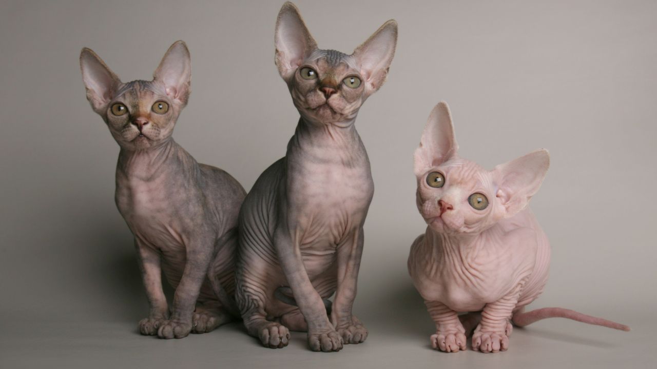 <p>Котка сфинкс</p>