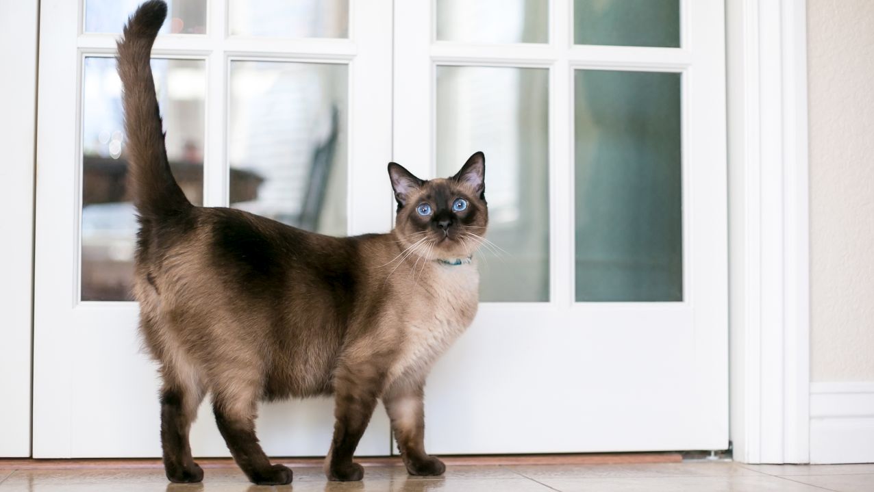 <p>Сиамска котка</p>