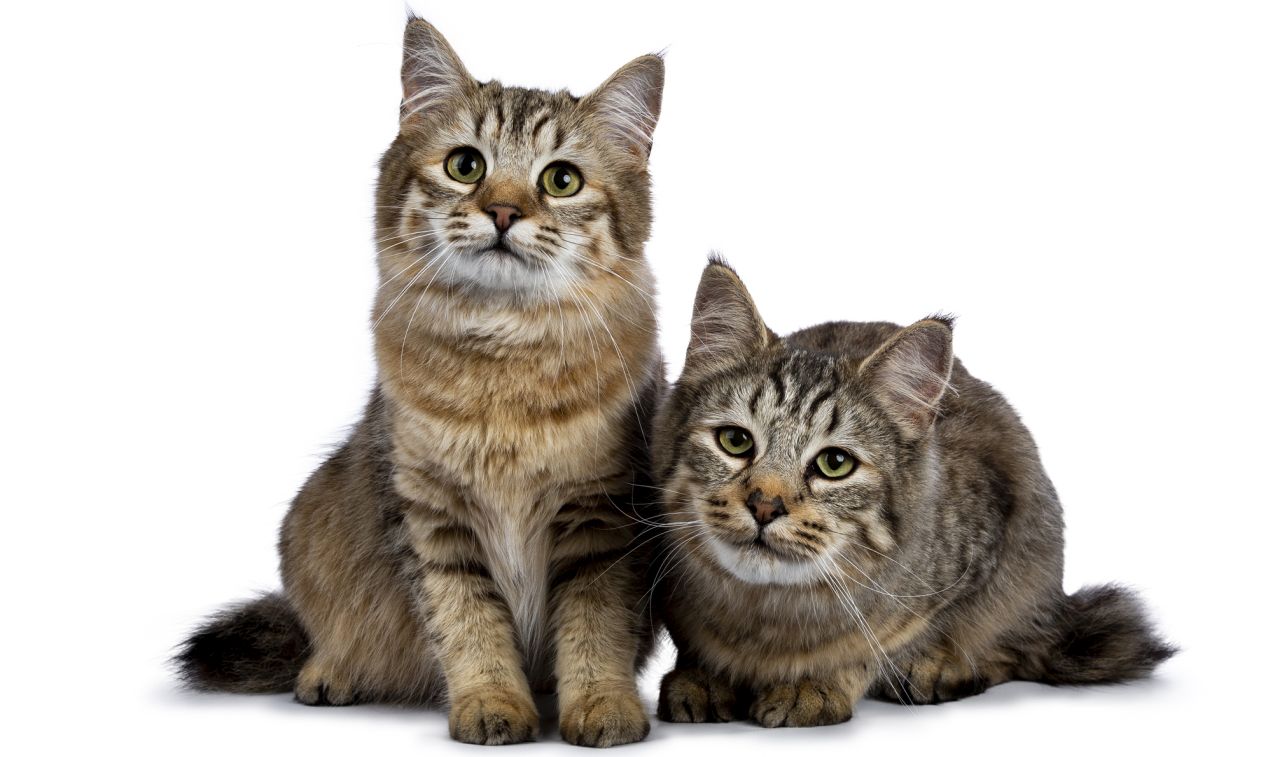 <p>Пикси боб</p>