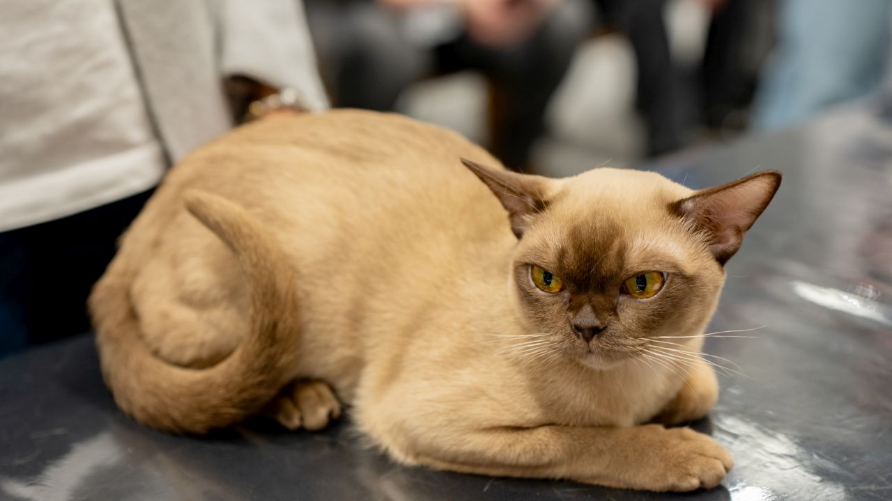 <p>Бирманска котка</p>