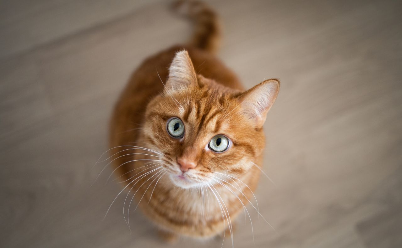 <p><strong>Стрелец: Рижа котка</strong>, Као Мани, Бурмила</p>