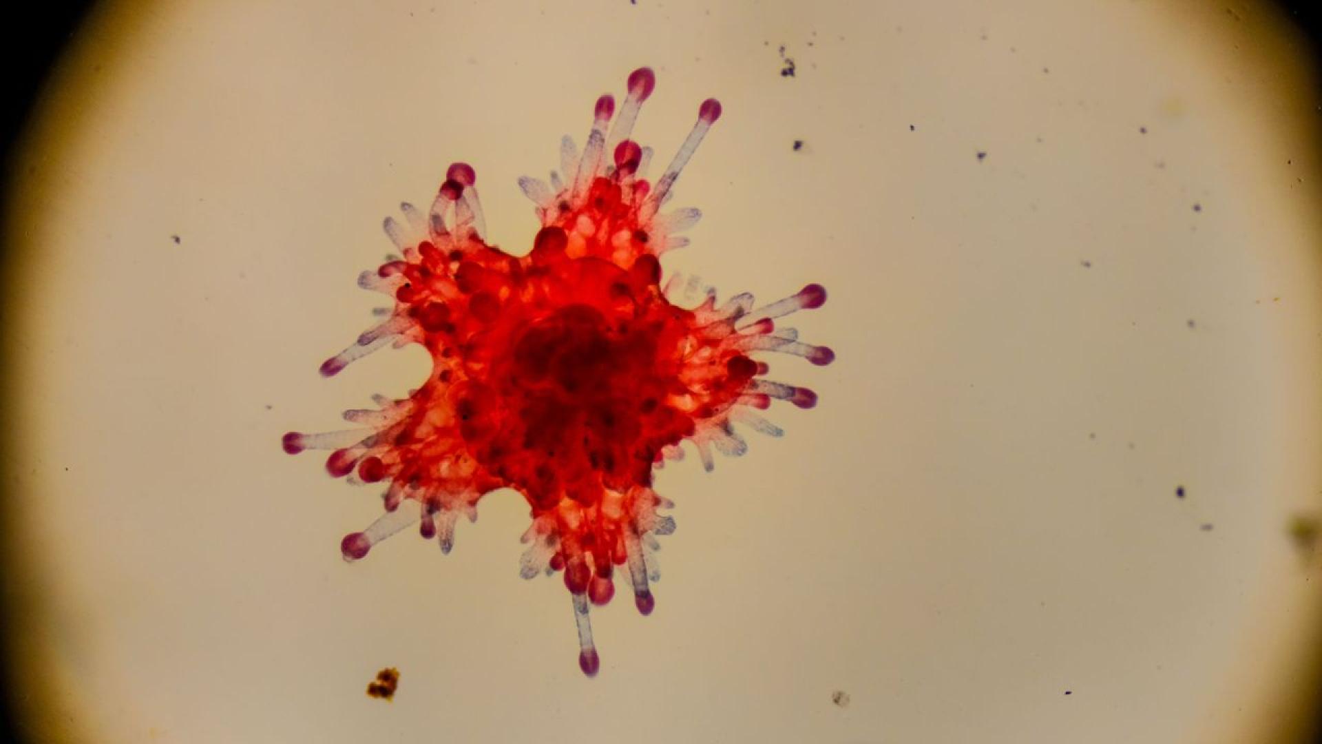 Учени откриха Sukunaarchaeum mirabile — уникален археон обитаващ морския планктон