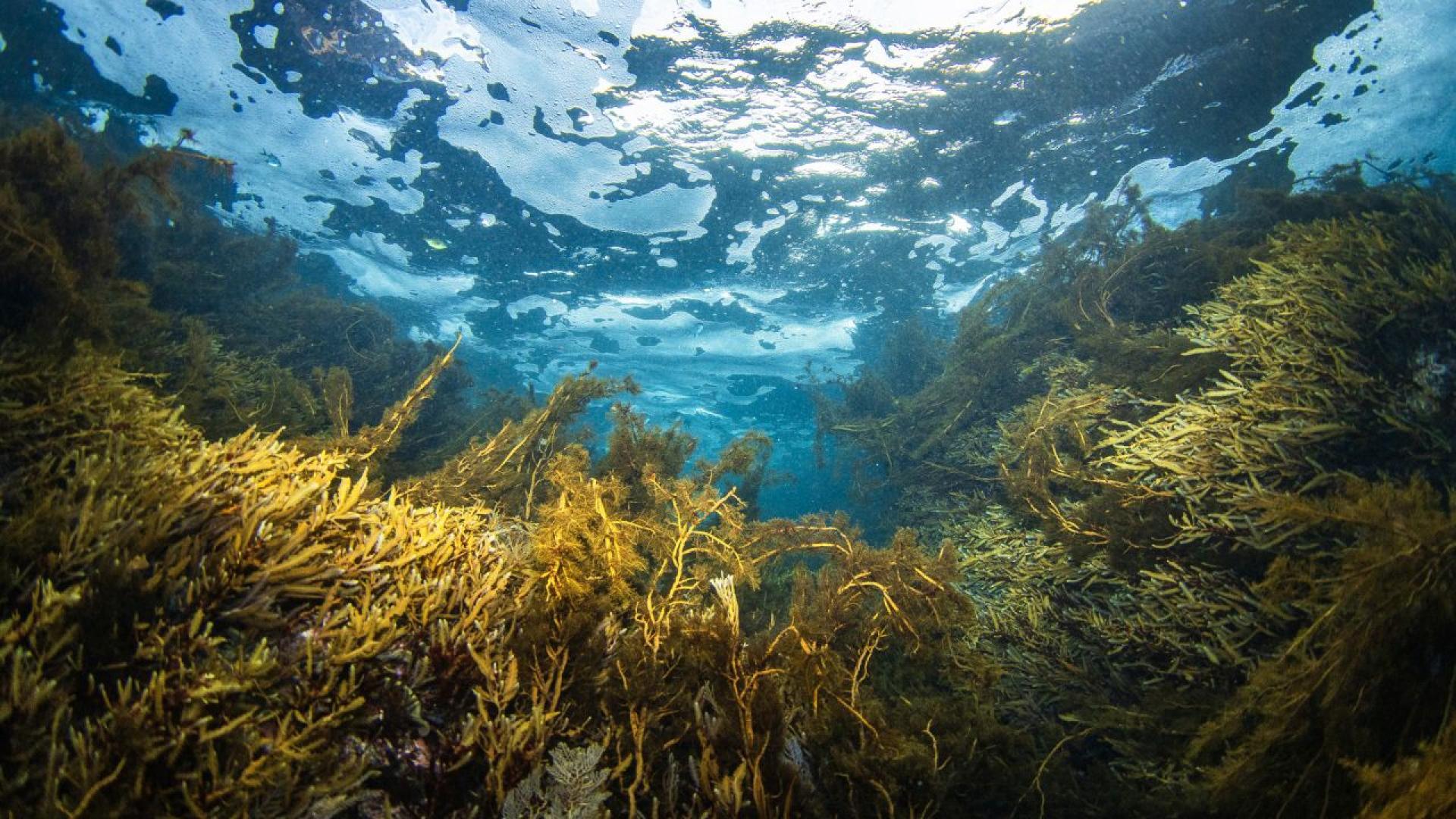 Редица плажове по родното Черноморие позеленяха от водорасли в края