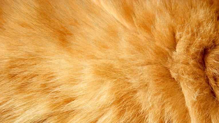  С грижа от ЧЕТИРИ ЛАПИ: 7 неща, които да проверявате или избягвате в облеклото 