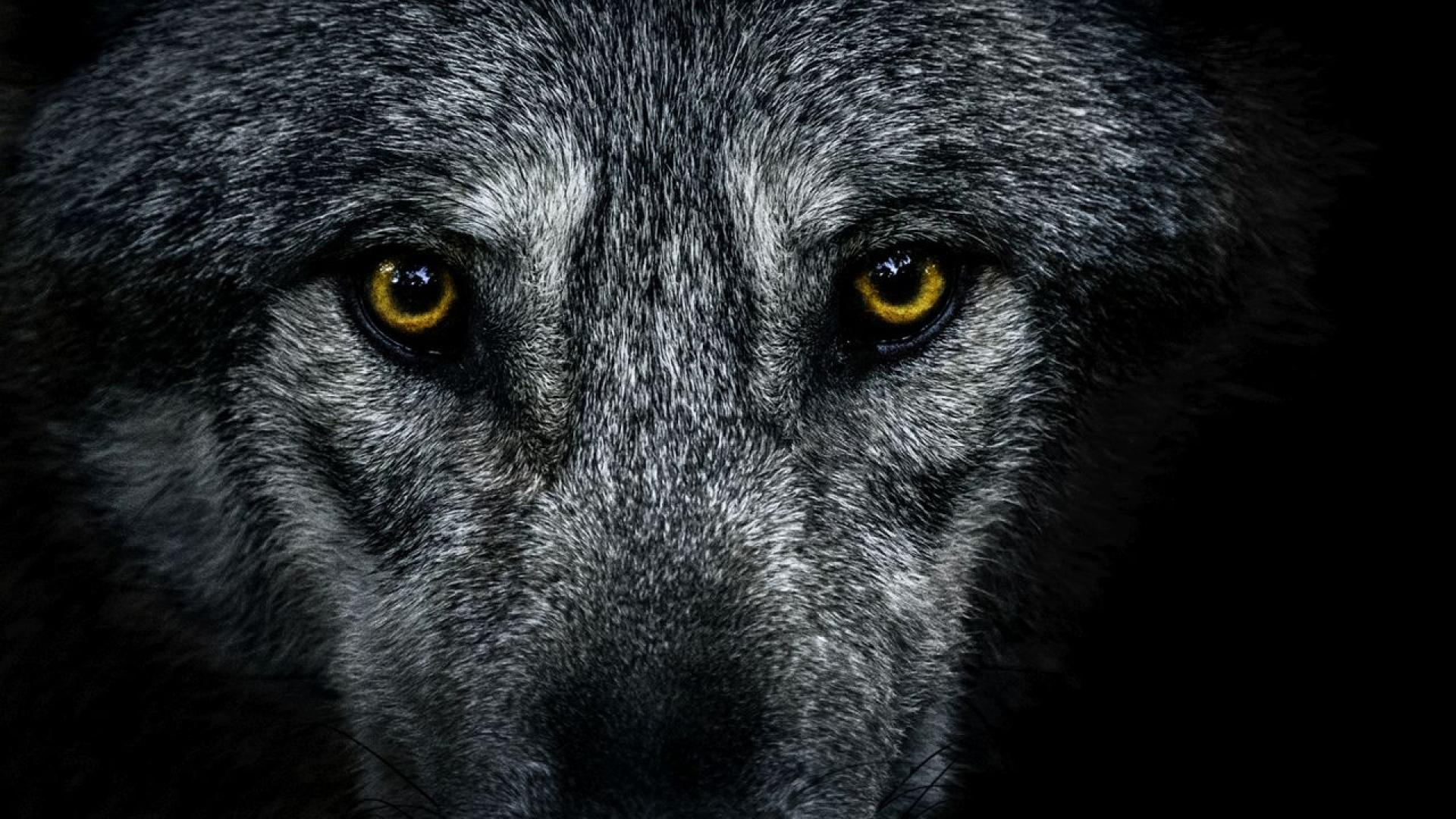 На 31 октомври 1589 г в съвременна Германия град Коул Питър Стъмп