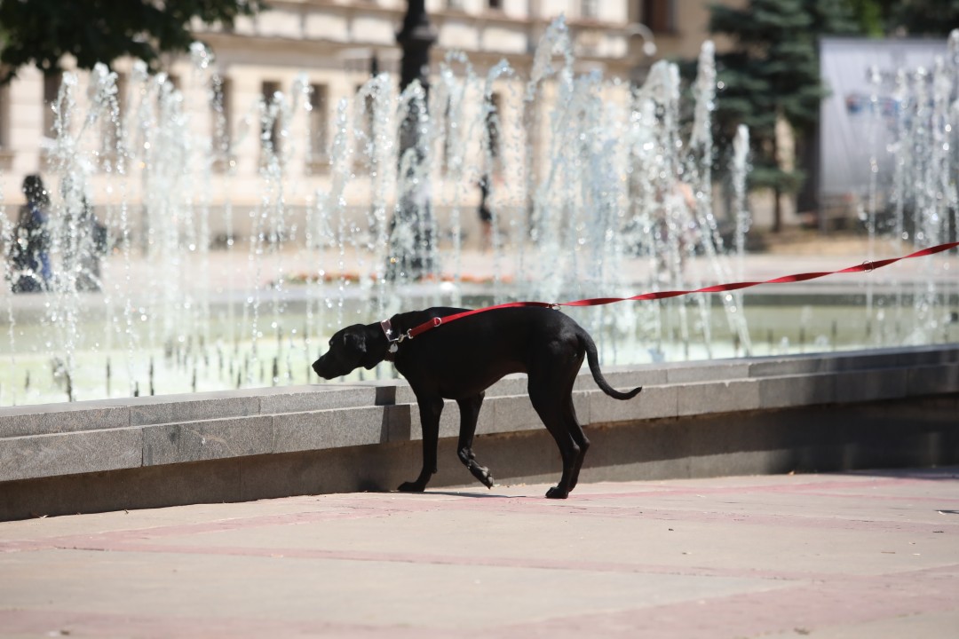 <p>Температурите в столицата достигнаха над 35&deg;C, а улиците на София се превърнаха в сцена на битка с горещината. От празни паркове и търсещи сянка минувачи до освежаващи фонтани и разхлаждащи напитки - вижте как жителите на града посрещат най-горещите дни на лятото.</p>