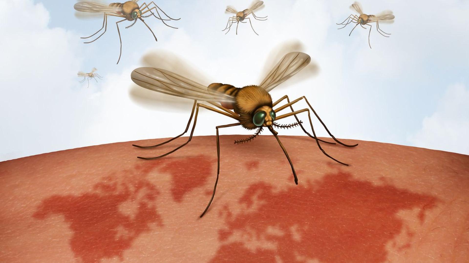 За плажуващите през лятото заплахата от акули може да изглежда