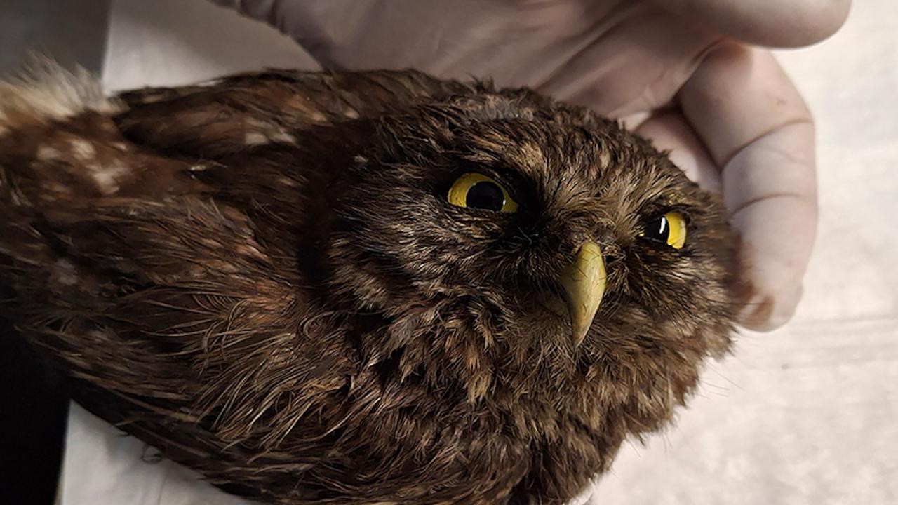 Обикновена кукумявка