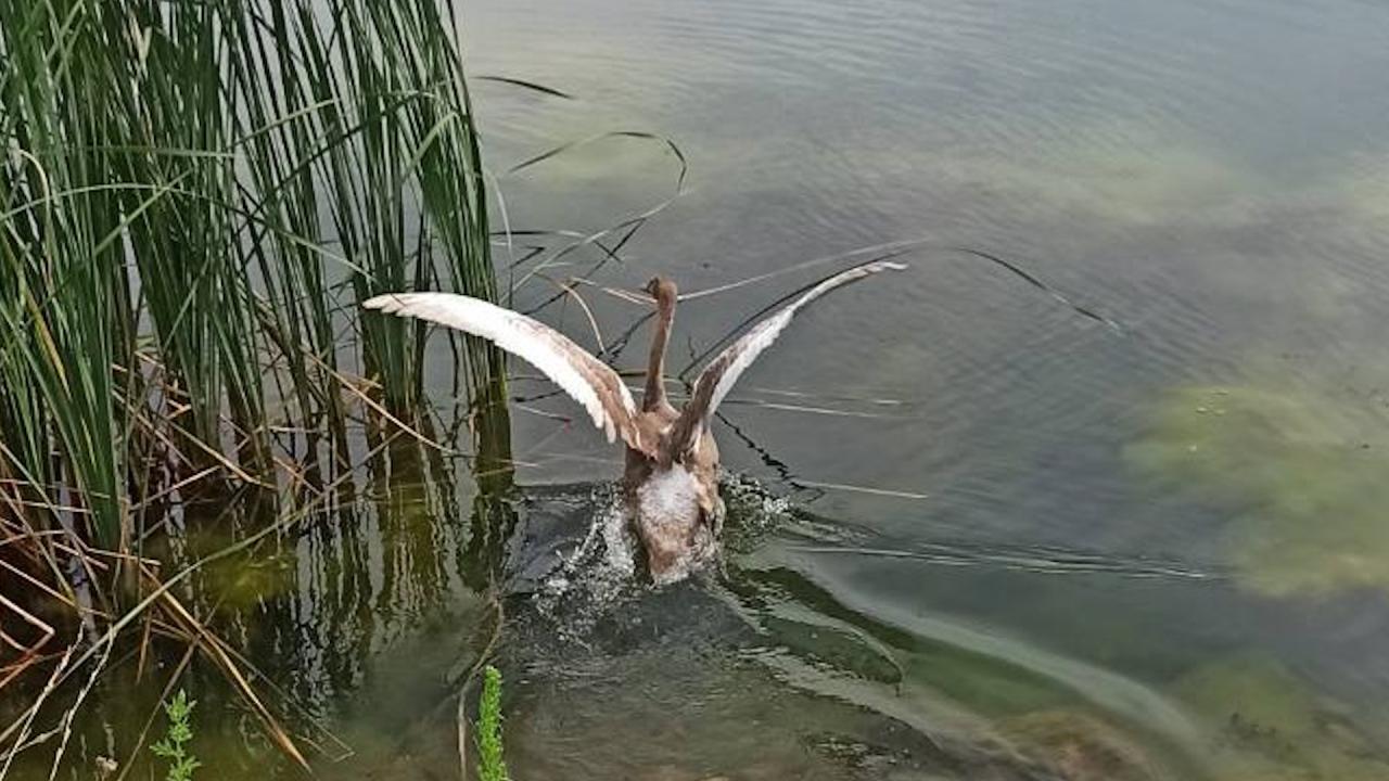 Спасени неми лебеди в района на Добролево