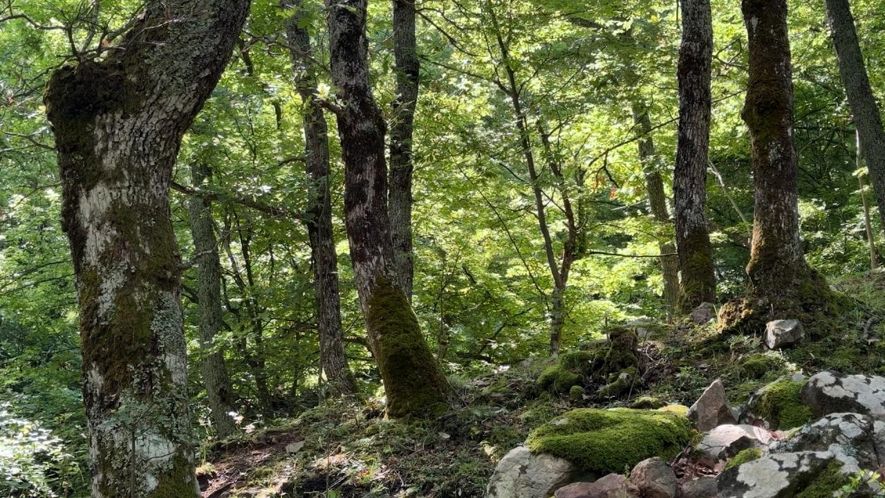3 милиарда нови дървета в Европа до 2030 година