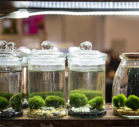 Дълбоко в кристалните води на Япония в сърцето на езерото