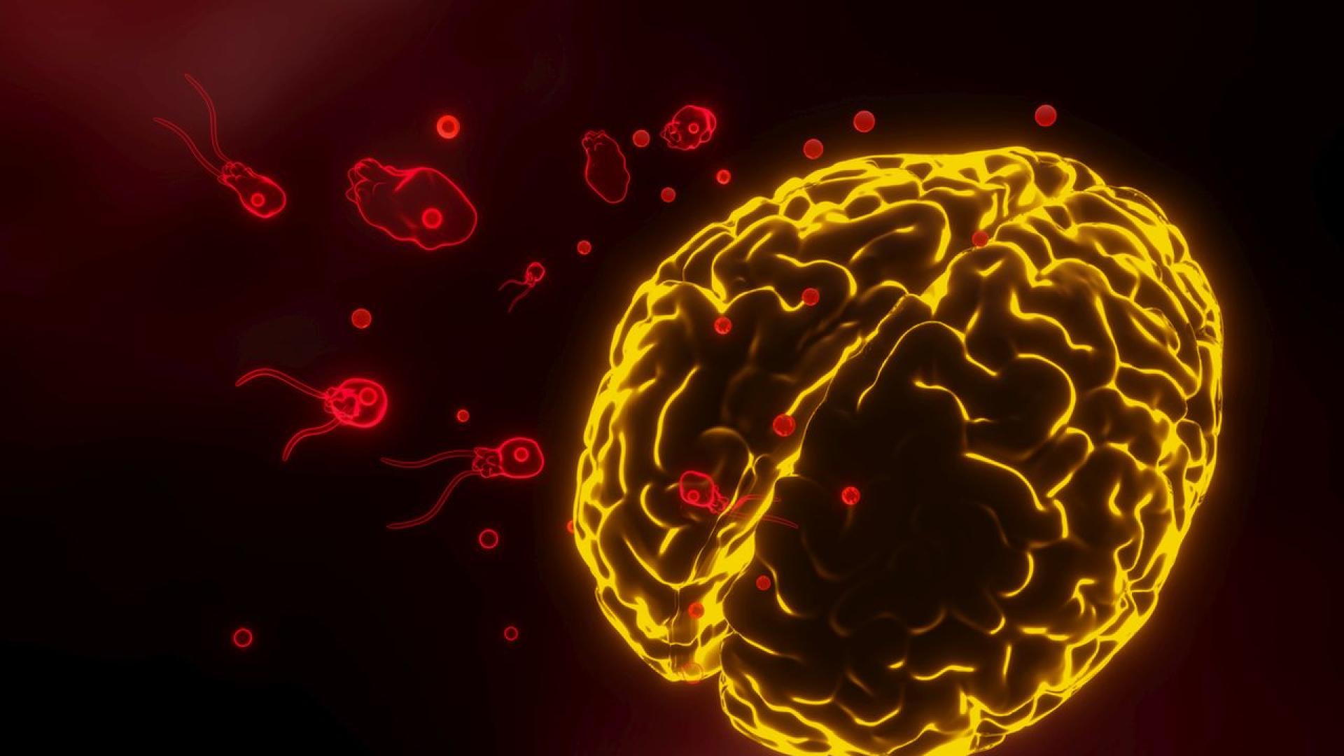 Един от най опасните микроорганизми на Земята – Naegleria fowleri –