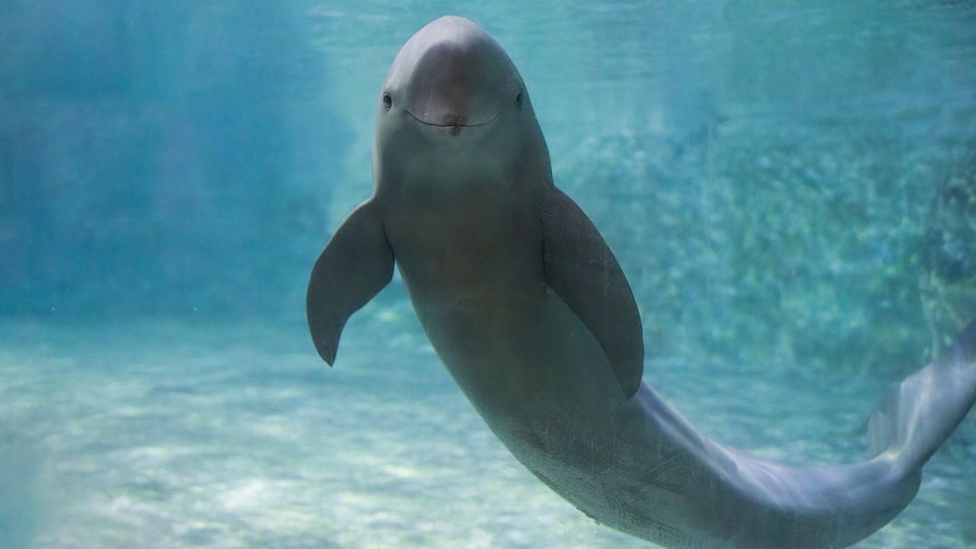 След като едни от най легендарните обитатели на река Яндзъ изчезнаха