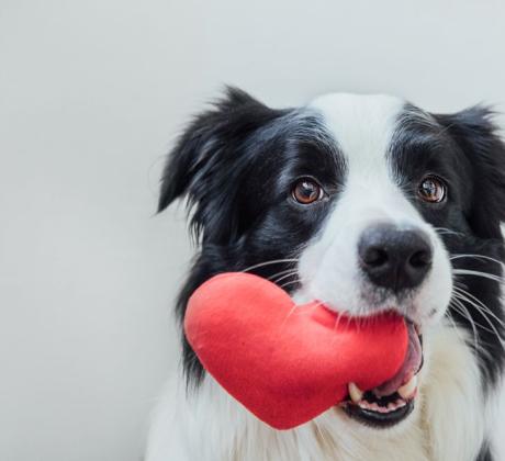 Можем ли наистина да си представим свят без кучета Без