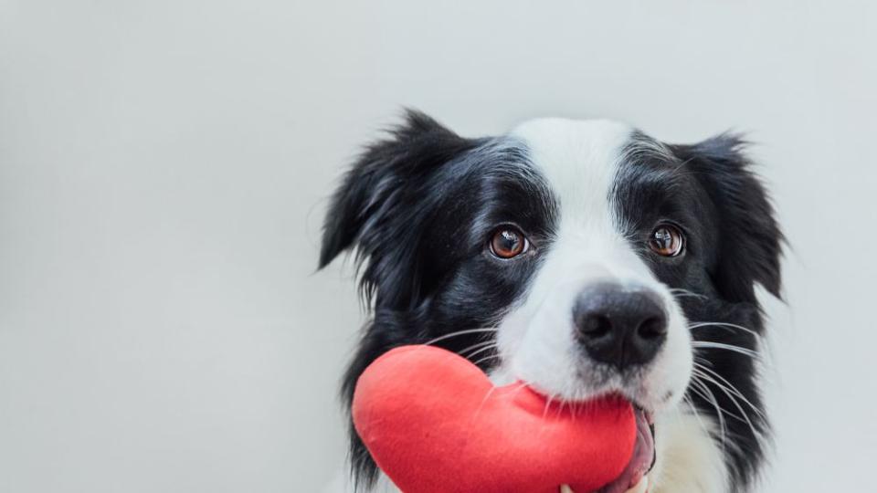 Можем ли наистина да си представим свят без кучета? Без