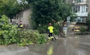 Дървета паднаха върху в автомобили в Монтана