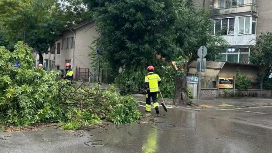 Страшна буря удари Монтана, дървета паднаха върху в автомобили и жици