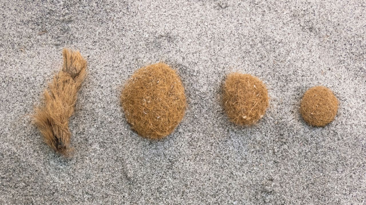 Posidonia oceanica