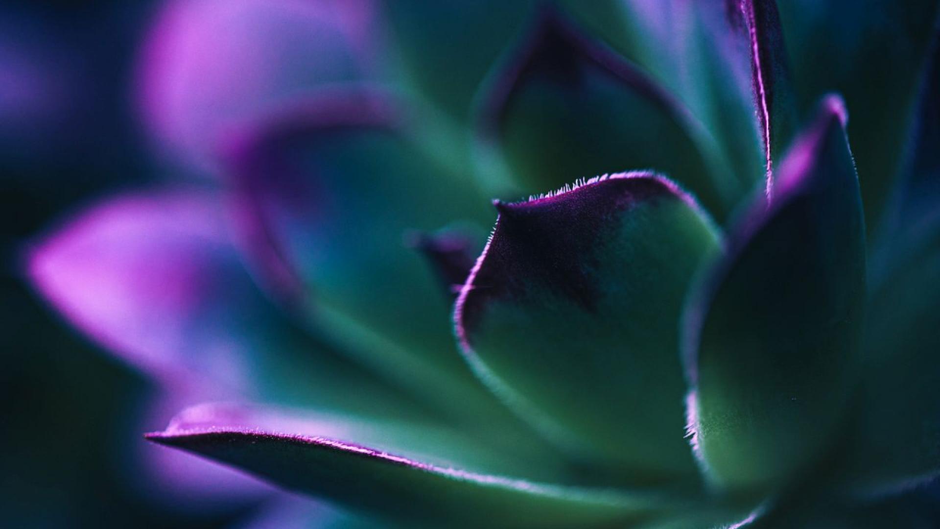 Растения които светят в тъмното и са достатъчно ярки за