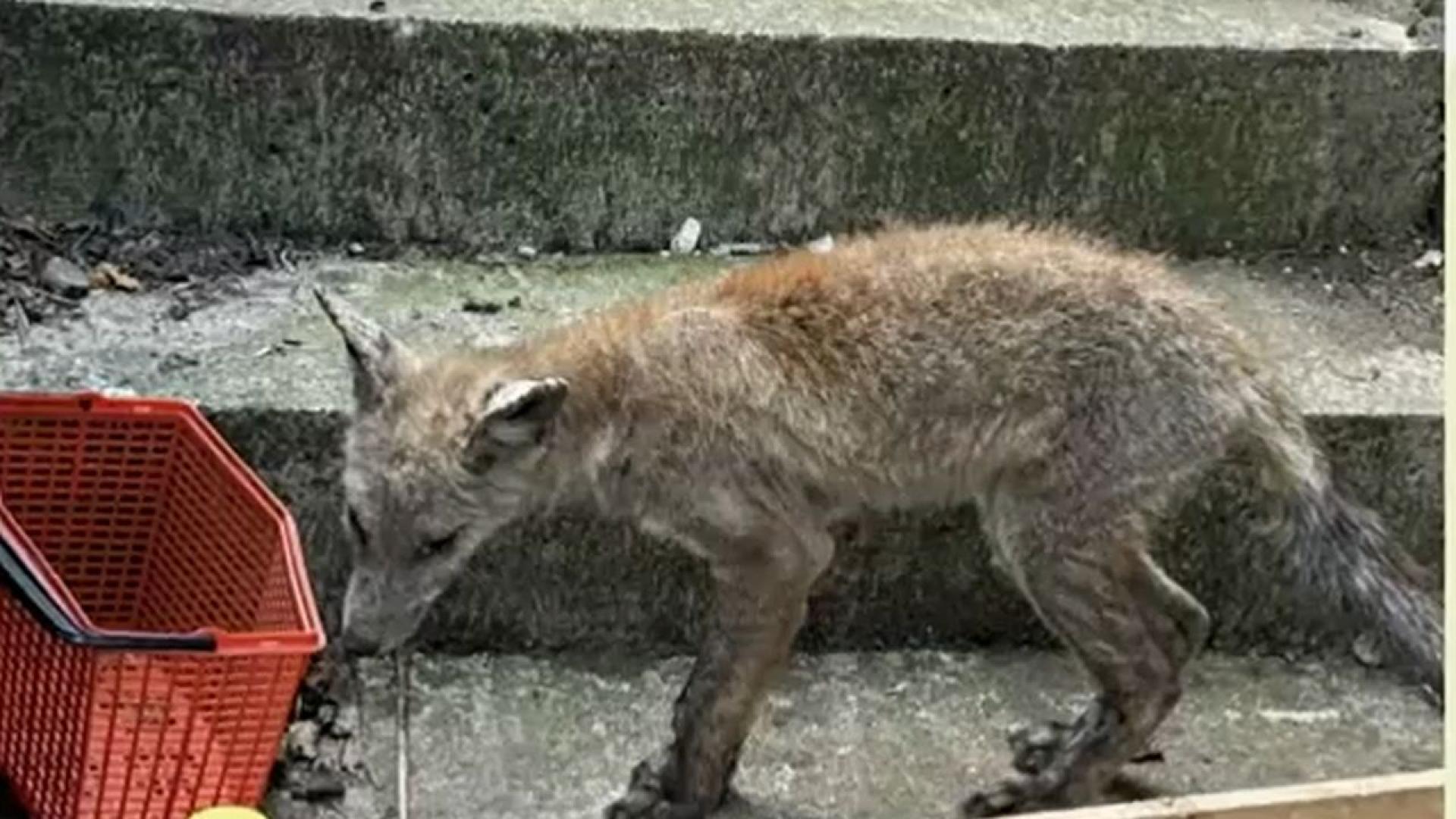 Популация от поне шест лисици създава проблеми на жителите на