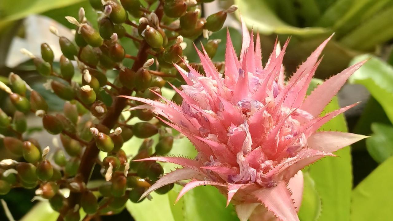 Бромелии в Ботаническата градина към БАН