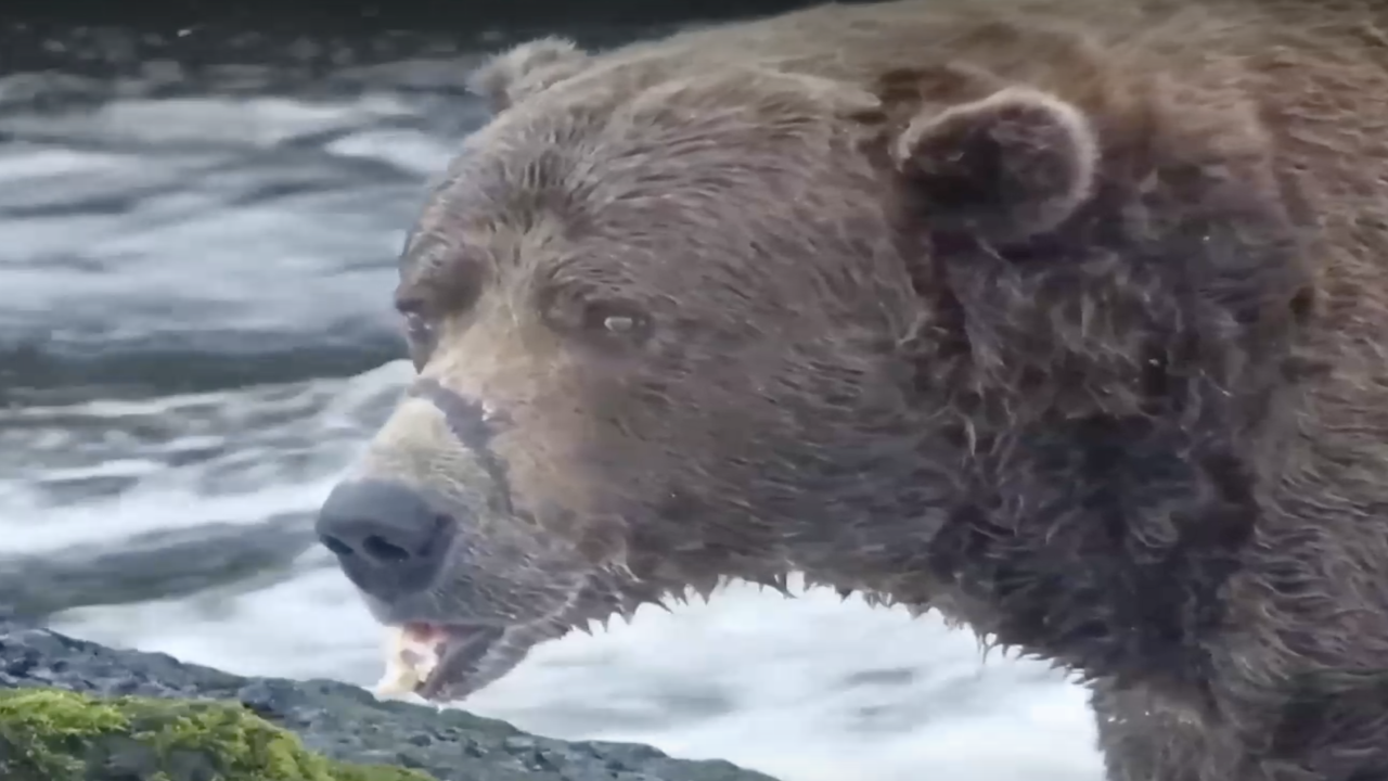 Най-дебелата мечка в Аляска