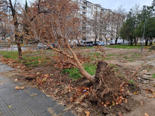 Паднало дърво в квартал "Република" в Сливен.