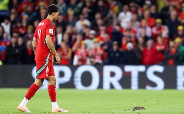 Плъх прекъсна мач от световните квалификации