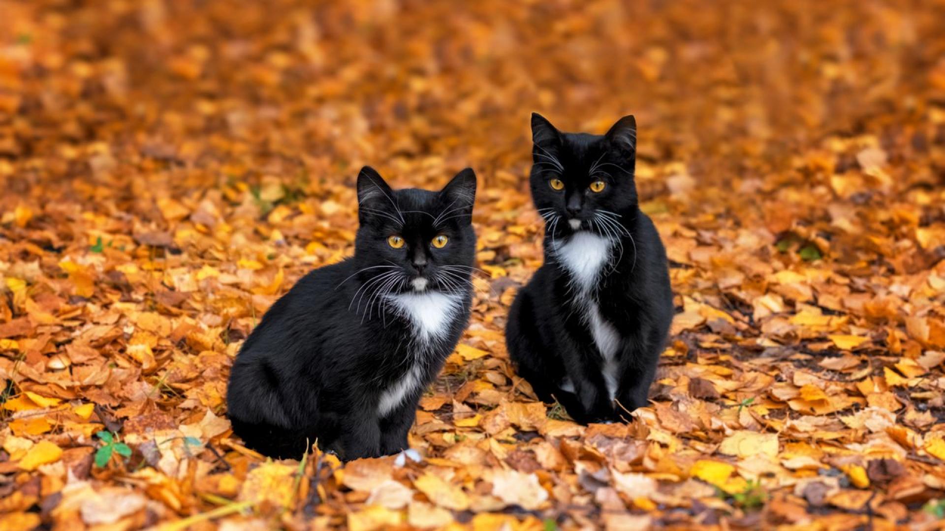 Град Тераса в североизточна Каталония Испания временно забрани осиновяването на