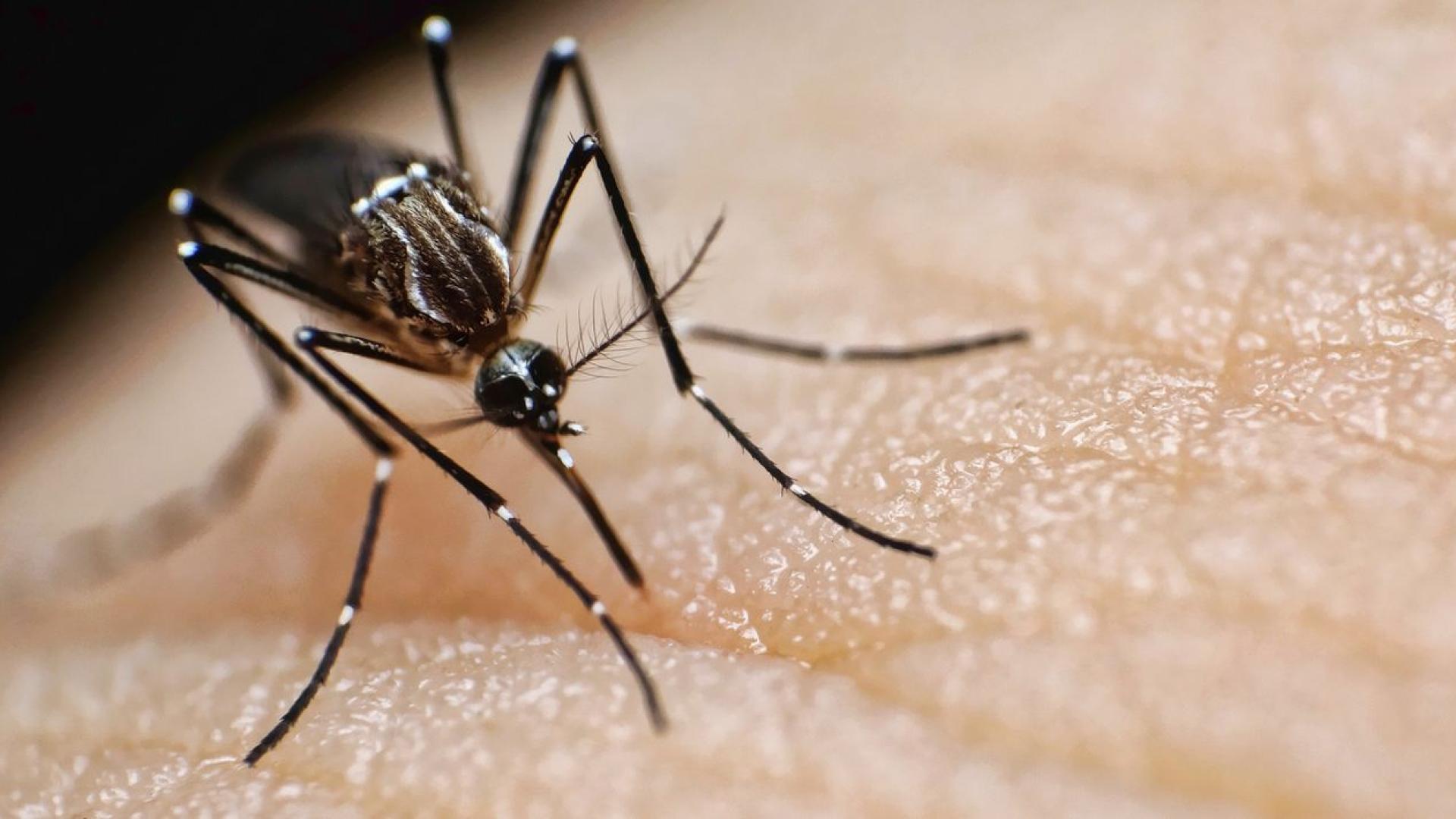 Комари са открити в Исландия за първи път тъй като