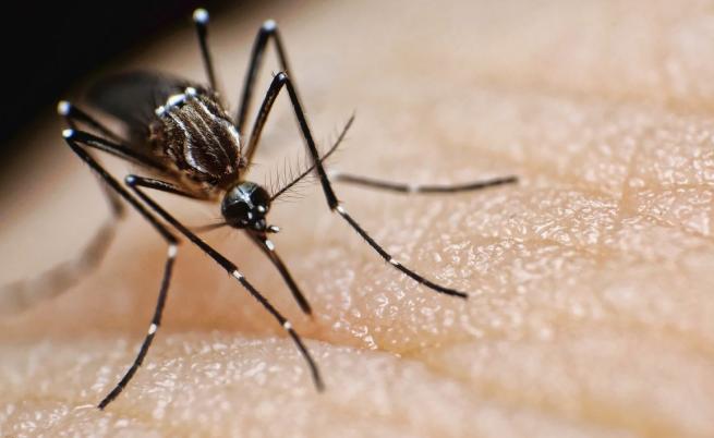 Комари са открити за първи път в Исландия