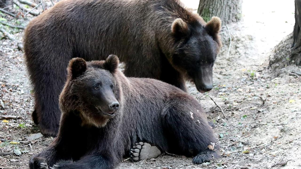 Фрол и Фросия