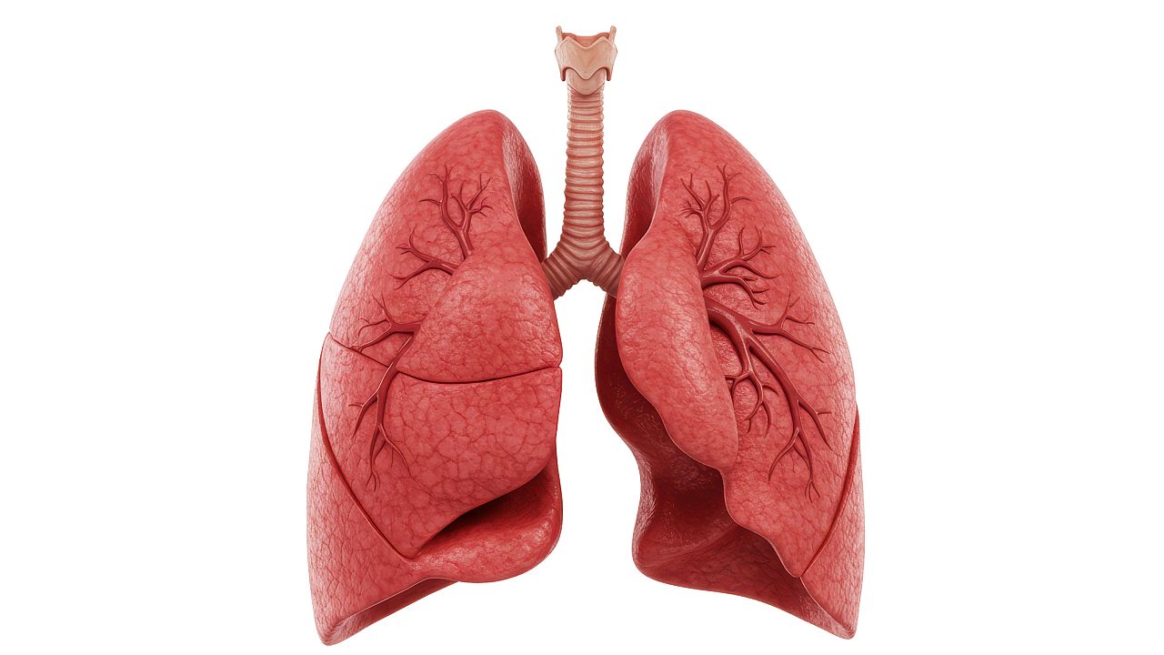 <p><strong>Скръб &ndash; бели дробове</strong></p>

<p>Скръбта засяга белите дробове, като потенциално причинява затруднено дишане, стягане в гърдите или респираторни проблеми. Тя блокира притока на кислород и нарушава общата жизненост и емоционалната обработка.</p>