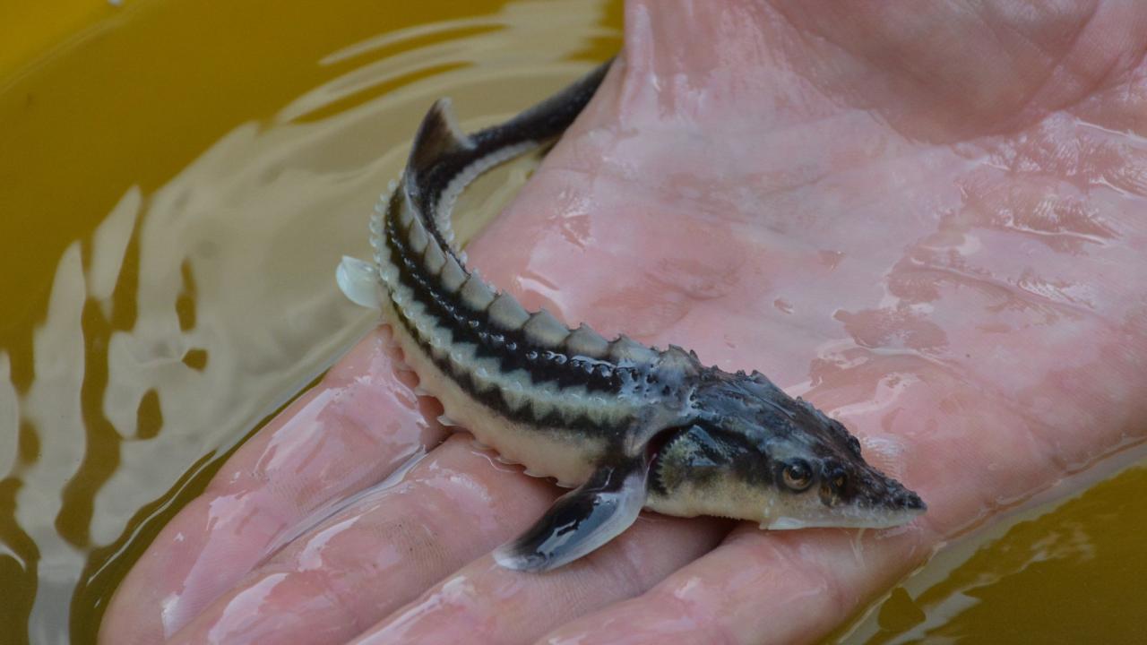 Пускат руски есетри в Дунав