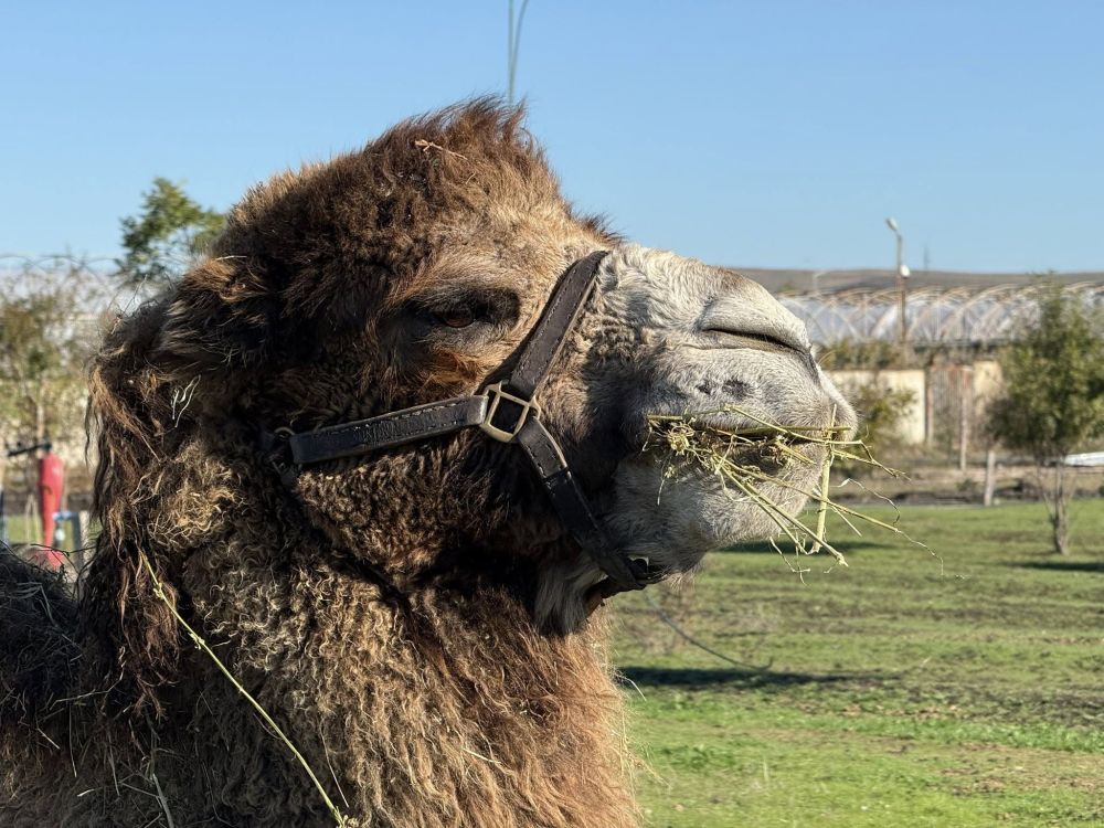 Украинските сили плениха камила от руската армия