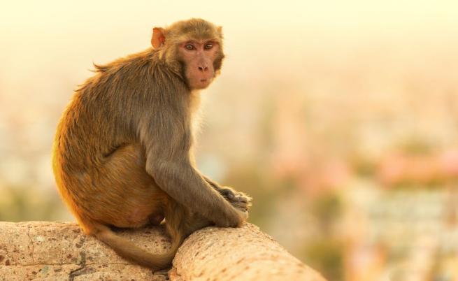 Опасна маймуна с COVID-19 и венерически болести е на свобода след катастрофа