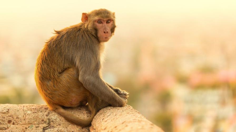 <p>Опасна маймуна с COVID-19 и венерически болести е на свобода </p>