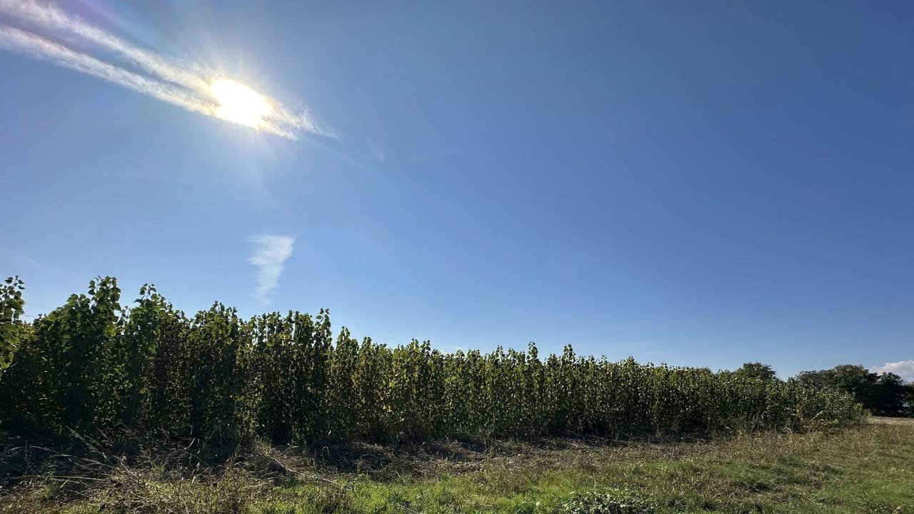 Отглеждане на тополи