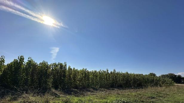 Над 30 вида тополи в разсадниците на ДГС-Пазарджик