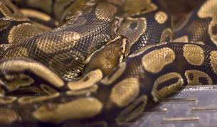 Конфискуваха кралски питон в София