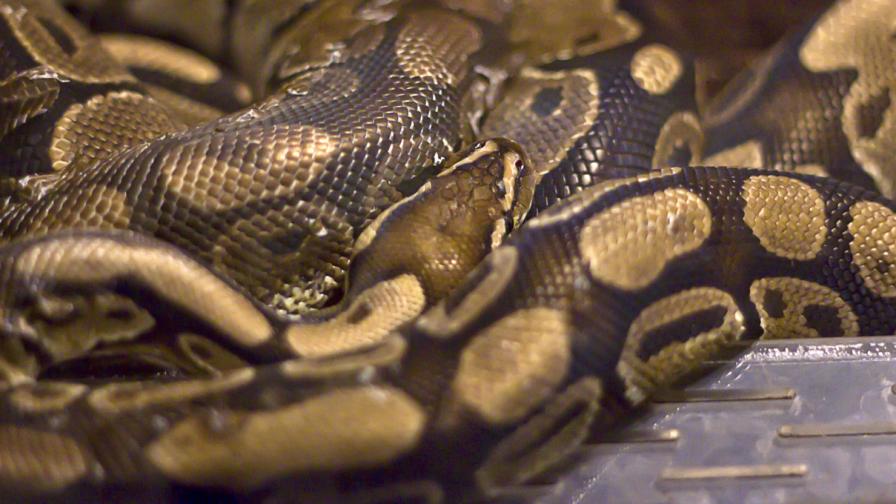 Конфискуваха кралски питон в София